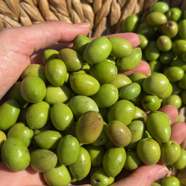 Máximo en polifenoles