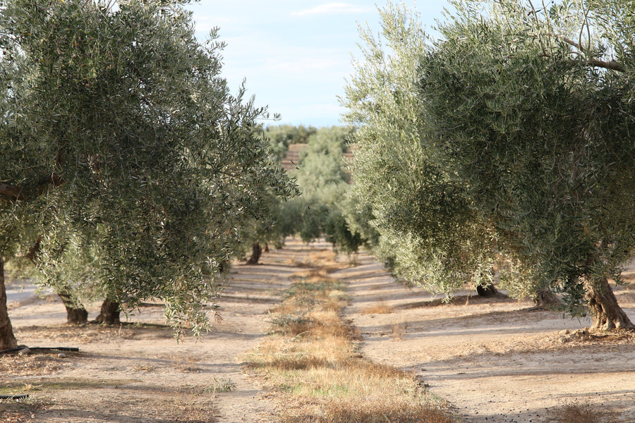 Un mar de olivos.